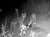 CoyotePack102709_0144hrs